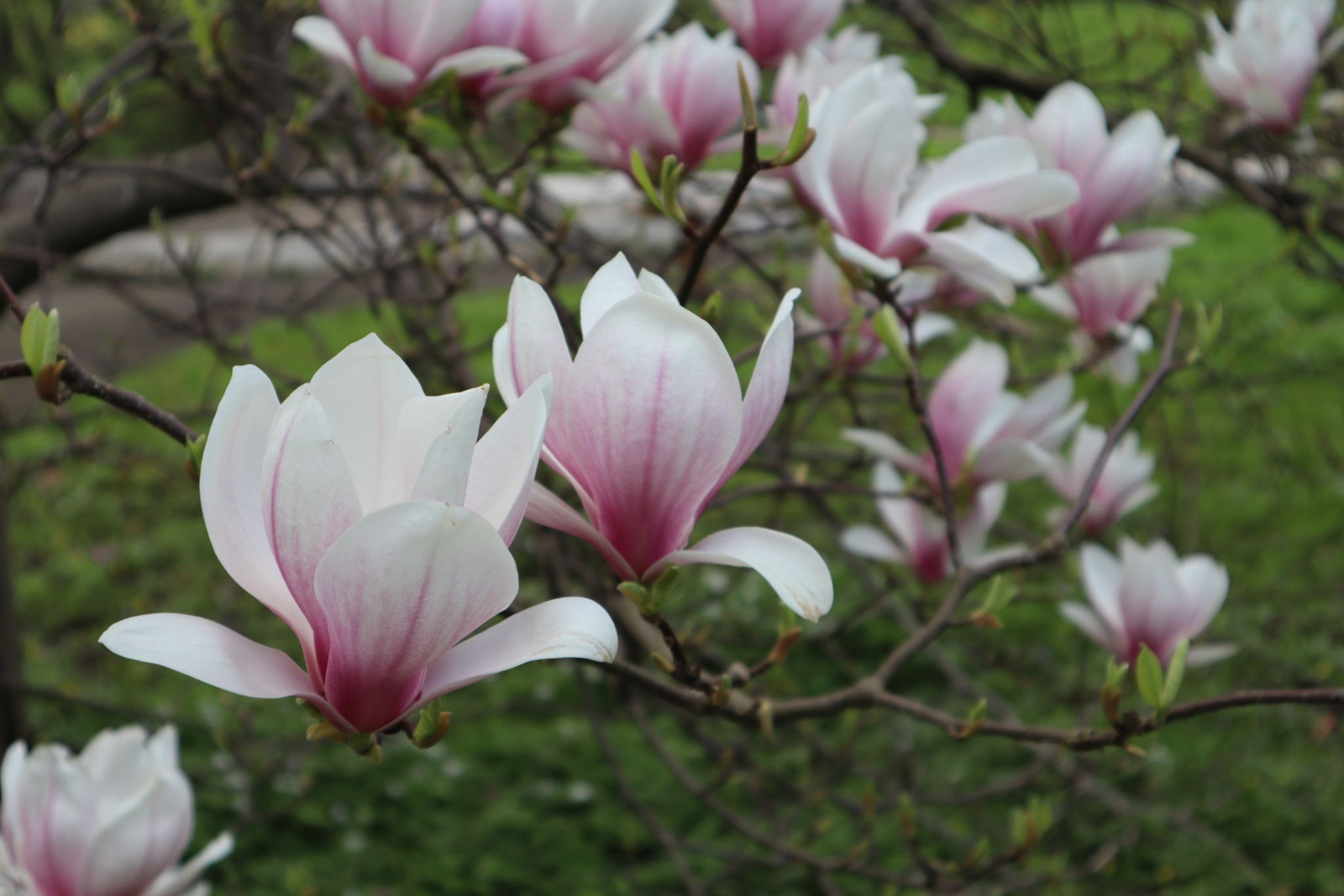 magnolia