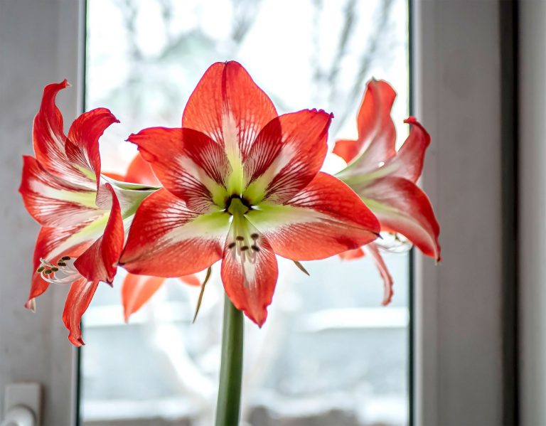 amaryllis
