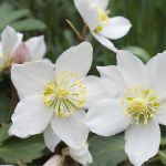 HELLEBORUS NIGER