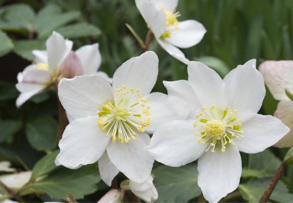 HELLEBORUS NIGER