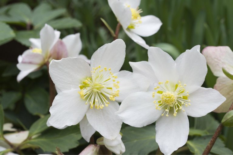 HELLEBORUS NIGER