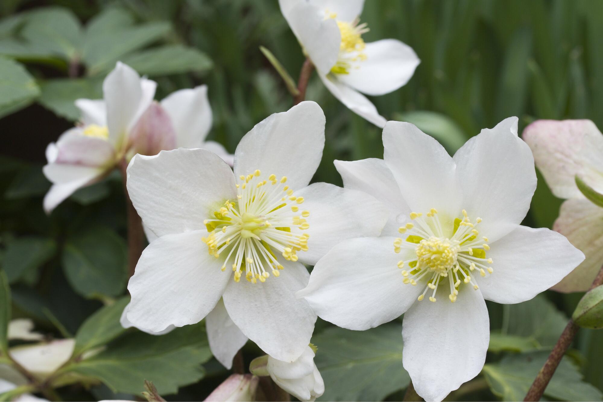 HELLEBORUS NIGER