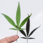 Cannabis