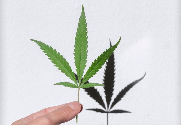 Cannabis