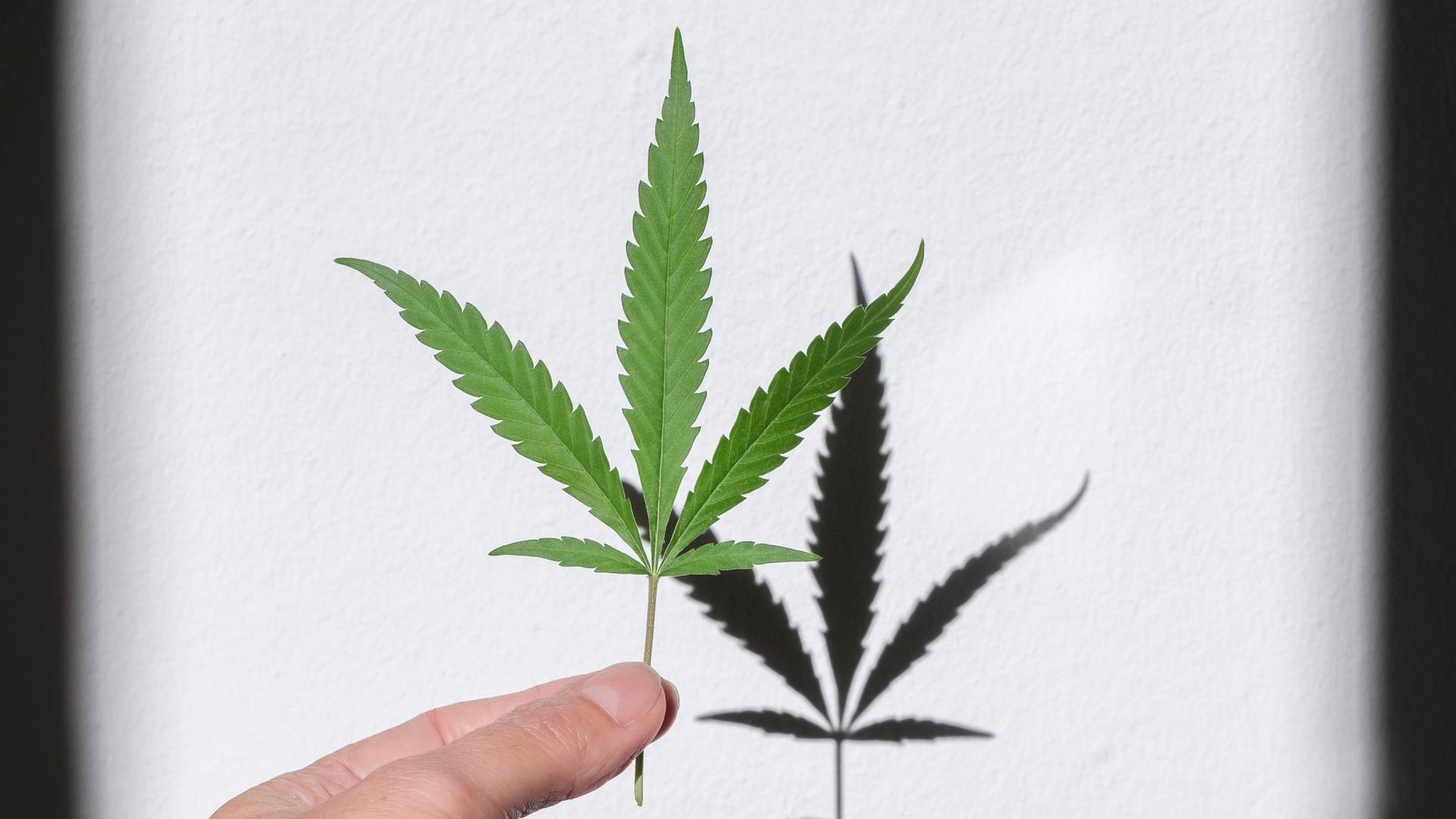 Cannabis